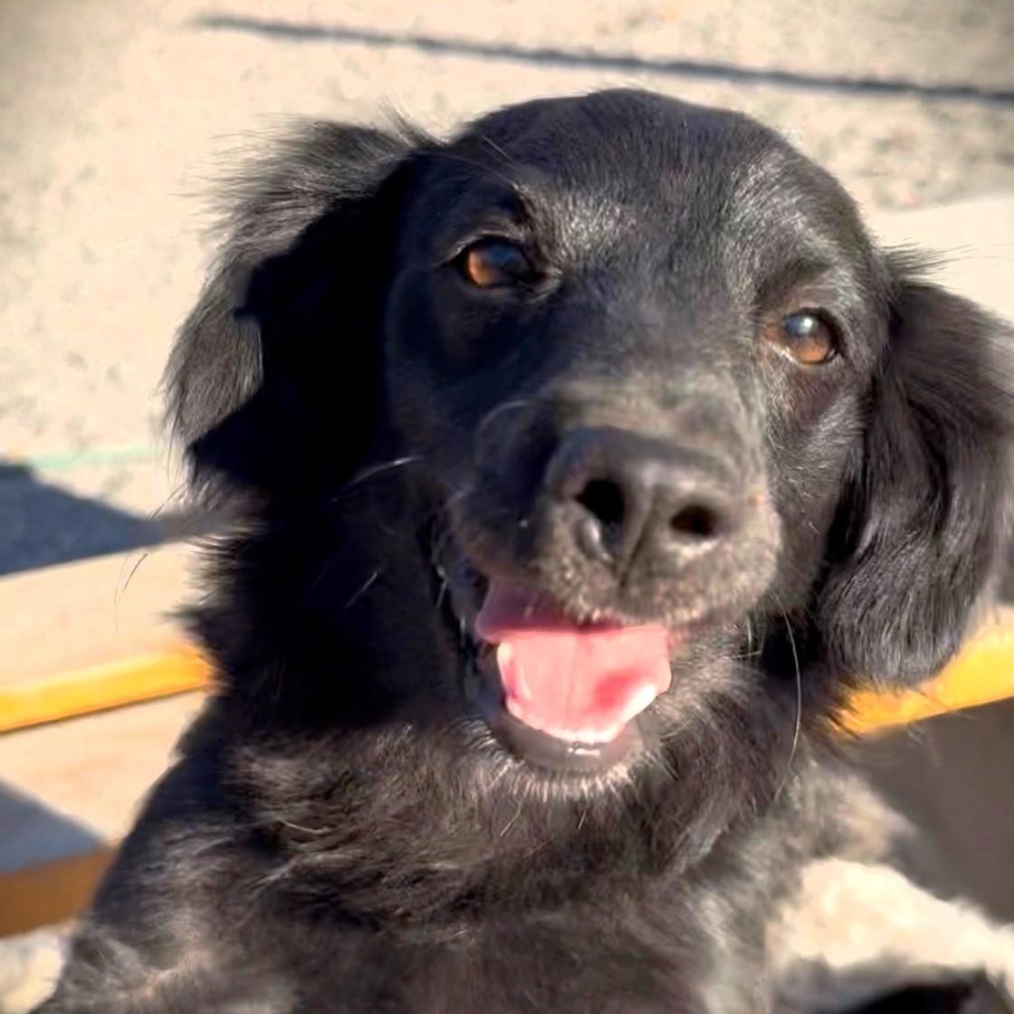 Enlarge Nix, an adopted mixed breed in Gilbert, AZ image 1/4