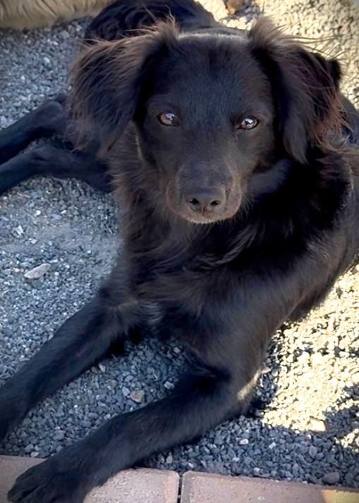 Enlarge Nix, an adopted mixed breed in Gilbert, AZ image 2/4