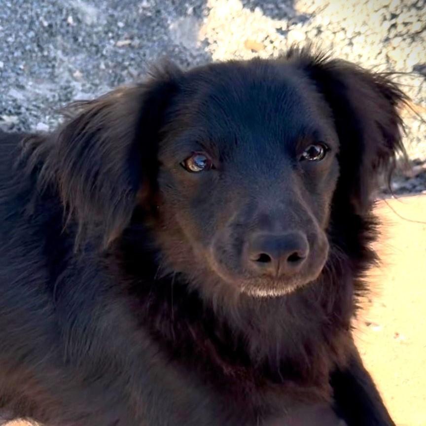 Enlarge Nix, an adopted mixed breed in Gilbert, AZ image 4/4