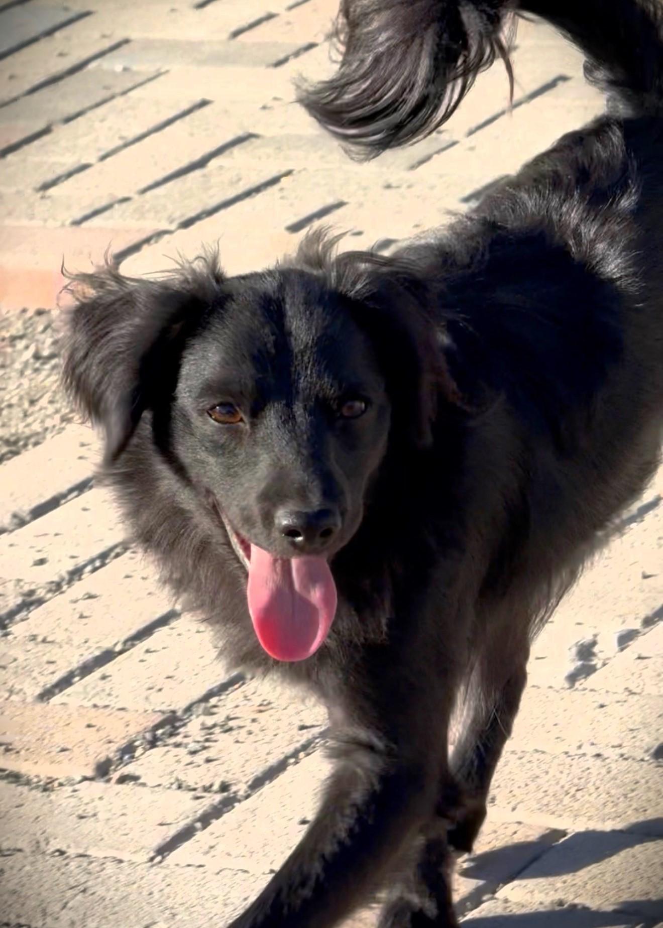 Enlarge Nix, an adopted mixed breed in Gilbert, AZ image 3/4