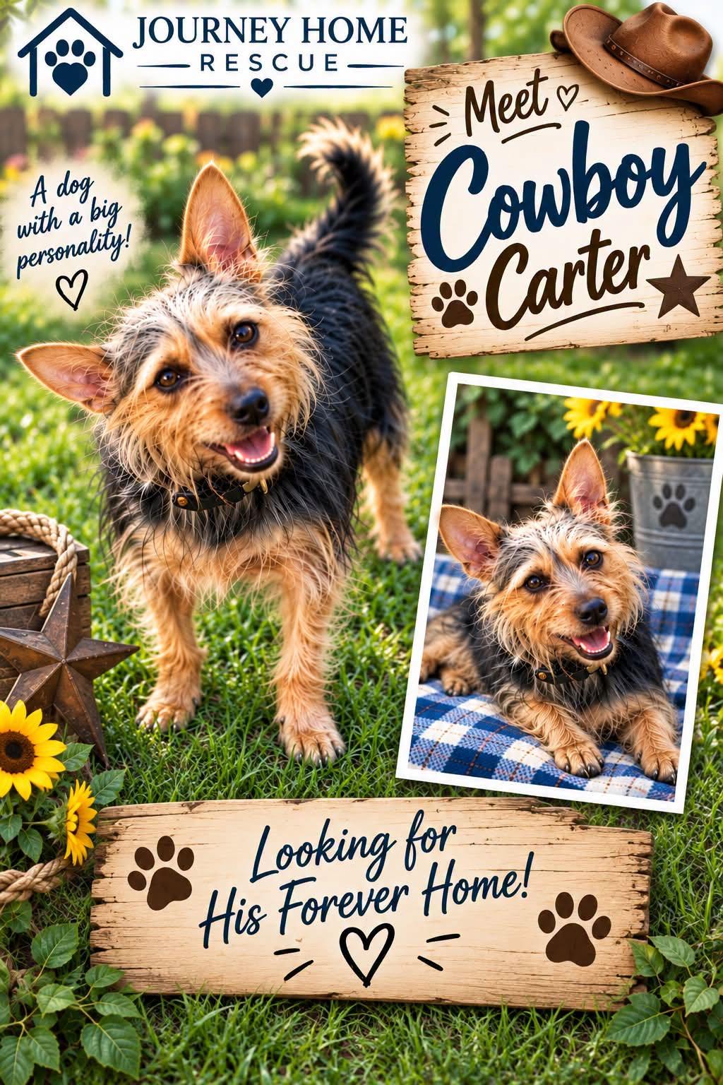 Cowboy Carter, Adoptable, Adult Male Yorkshire Terrier.