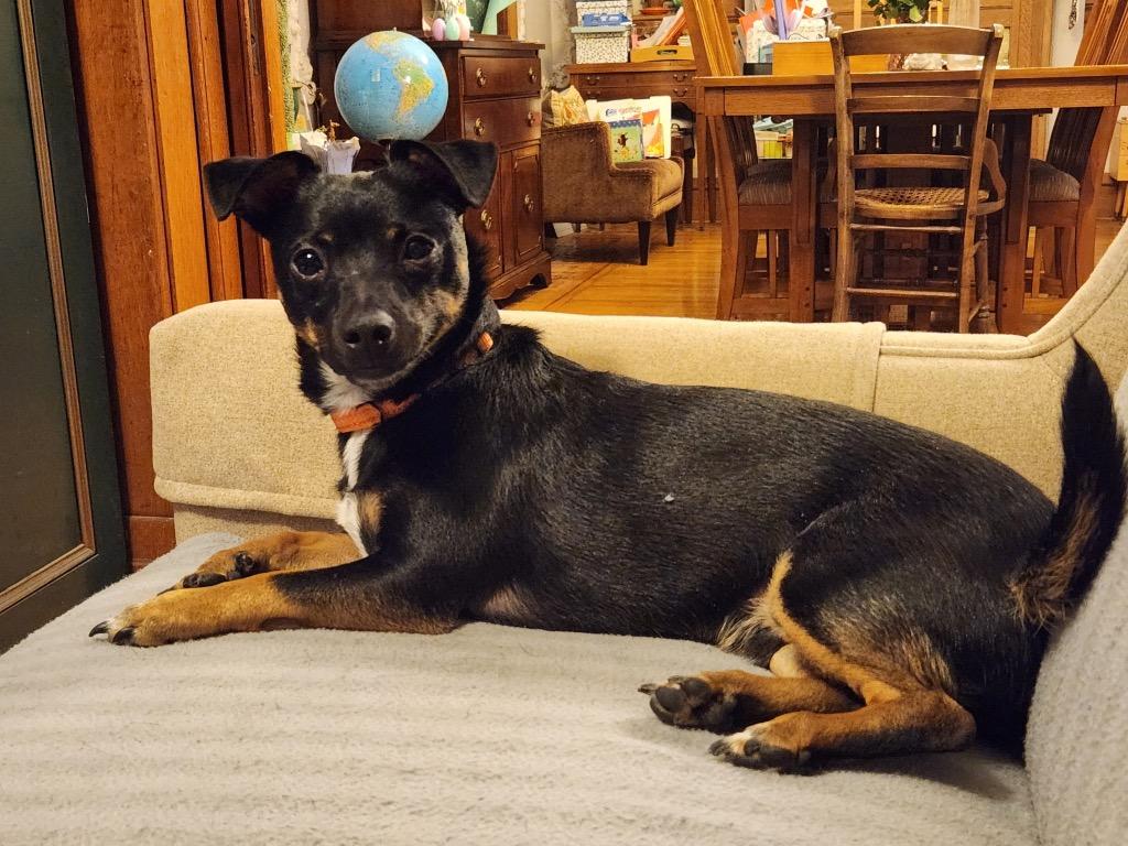 Jack, Adoptable, Young Male Chihuahua & Dachshund.