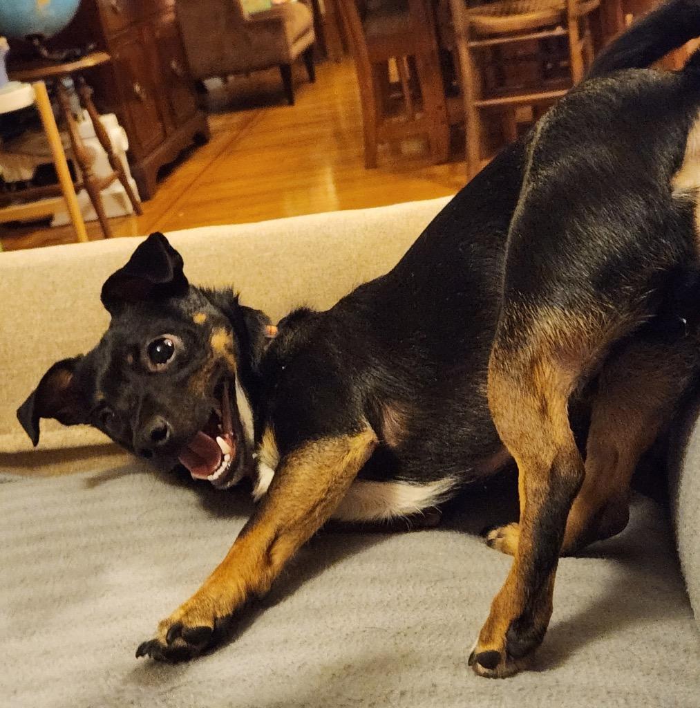 Enlarge Jack, a Adoptable mixed breed in Decatur, IN image 2/5