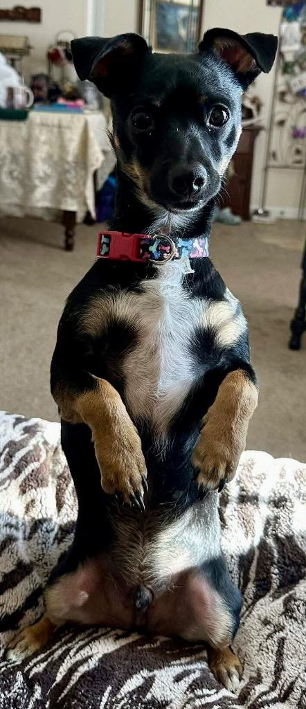 Enlarge Jack, a Adoptable mixed breed in Decatur, IN image 3/5