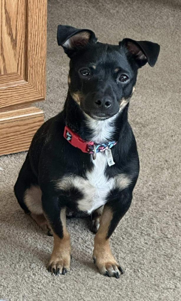 Enlarge Jack, a Adoptable mixed breed in Decatur, IN image 4/5