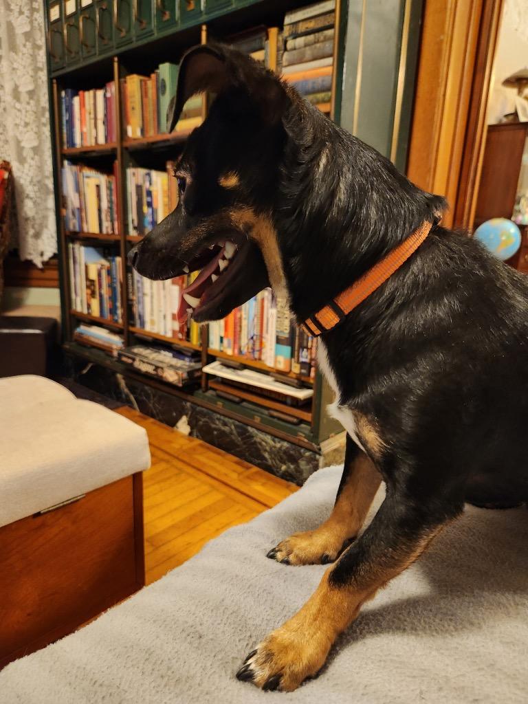 Enlarge Jack, a Adoptable mixed breed in Decatur, IN image 5/5