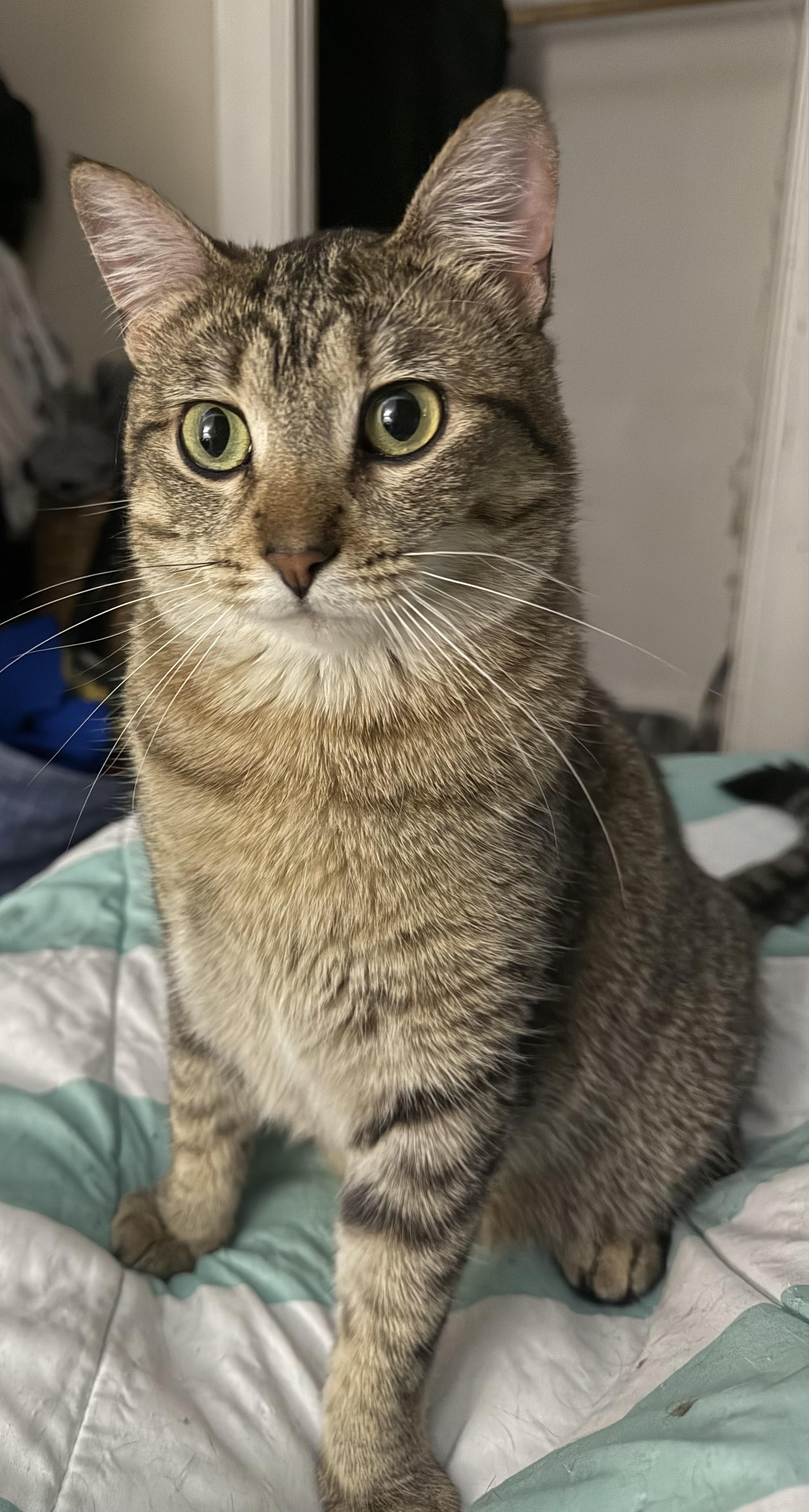 Rasha, Adoptable, Adult Female Domestic Short Hair.