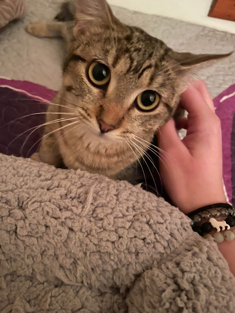 Rasha, a Adoptable Domestic Short Hair in Waseca, MN image 2/4