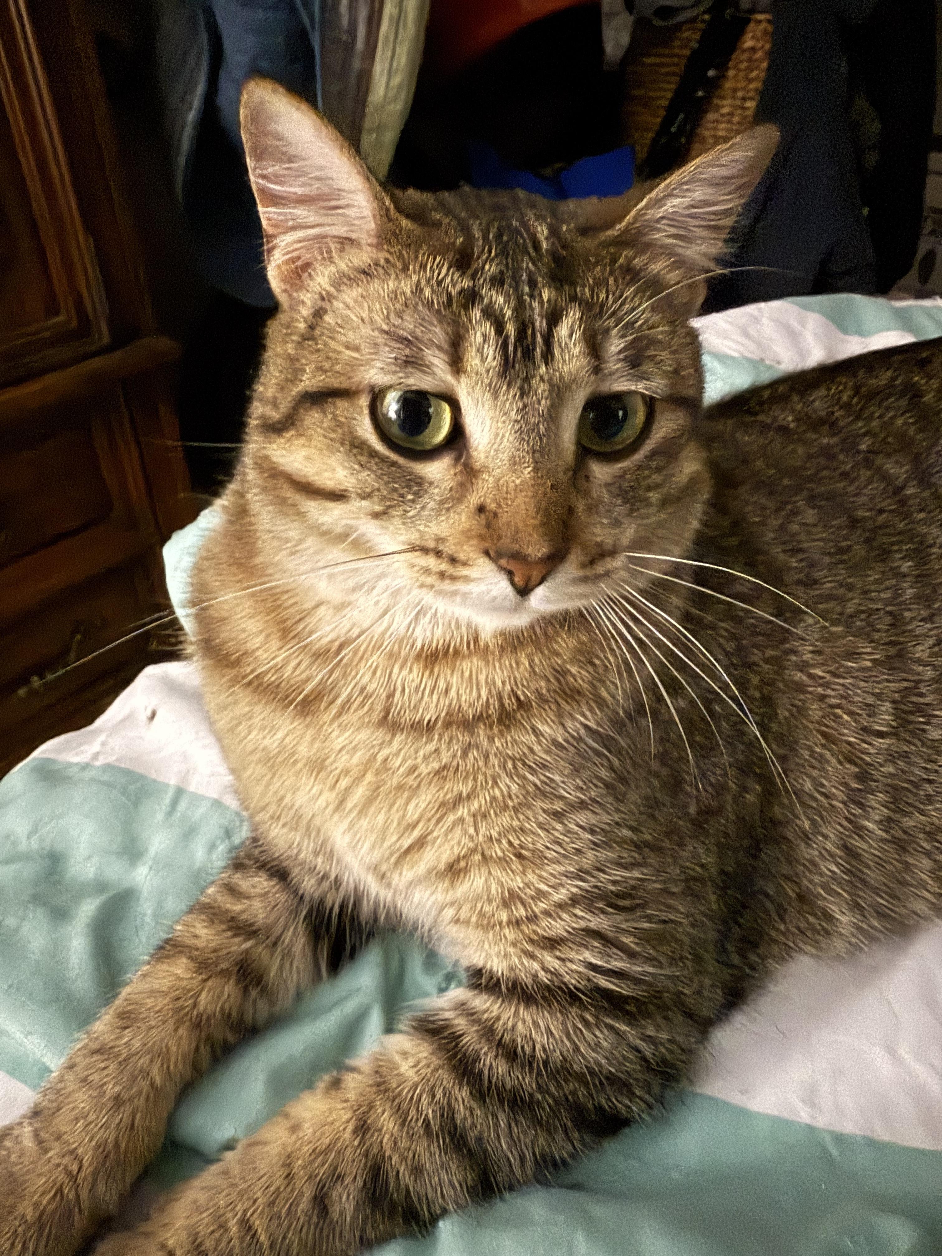 Rasha, a Adoptable Domestic Short Hair in Waseca, MN image 3/4