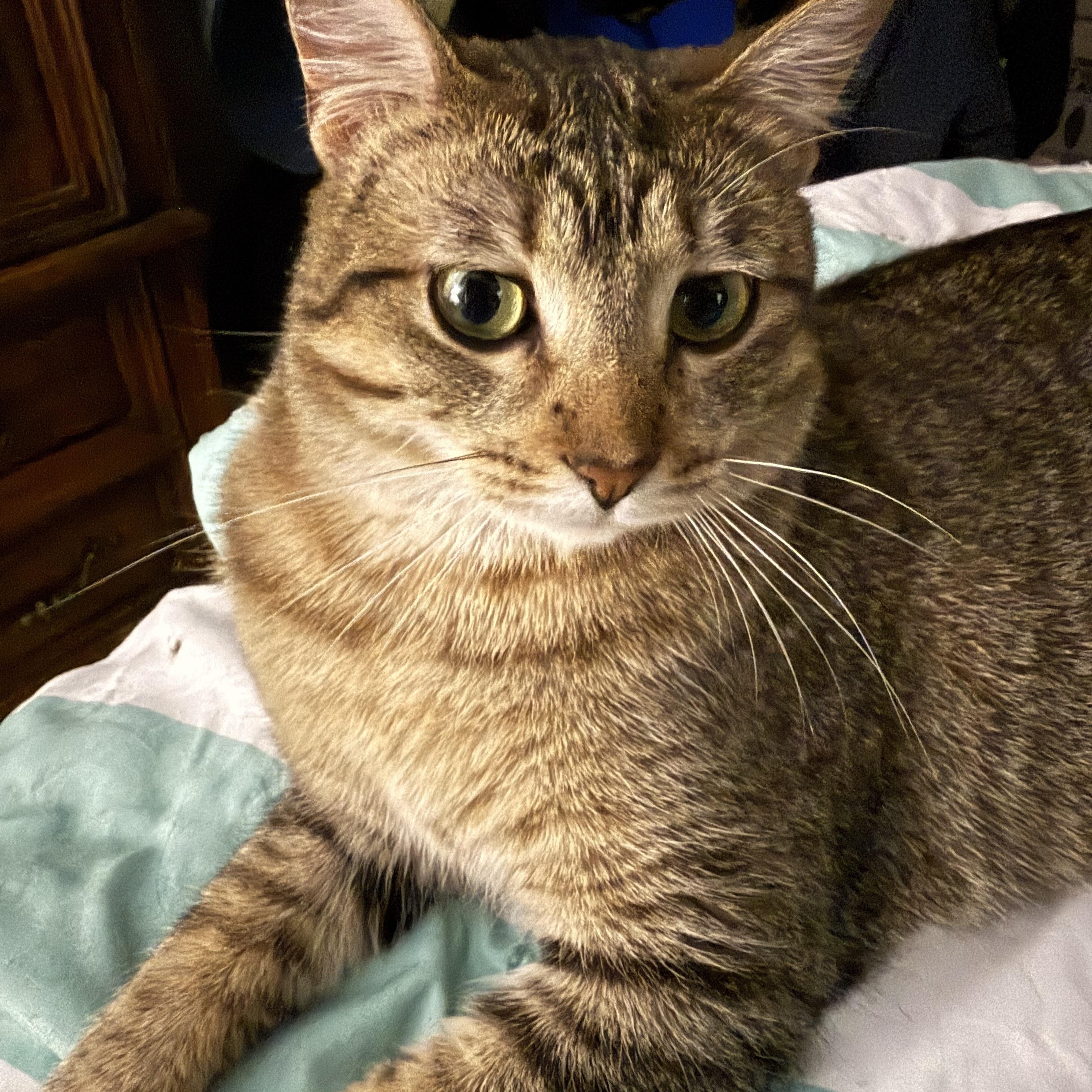 Enlarge Rasha (Adoptable w/Oscar), a Adoptable Domestic Short Hair in Saint paul, MN image 3/4