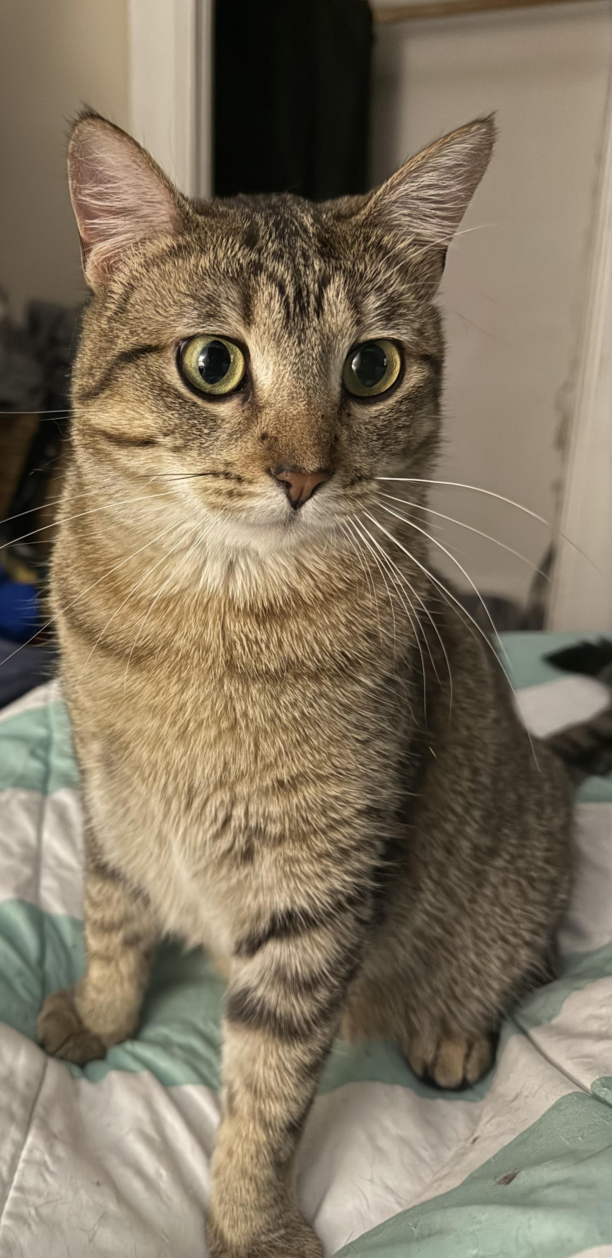 Rasha, a Adoptable Domestic Short Hair in Waseca, MN image 4/4