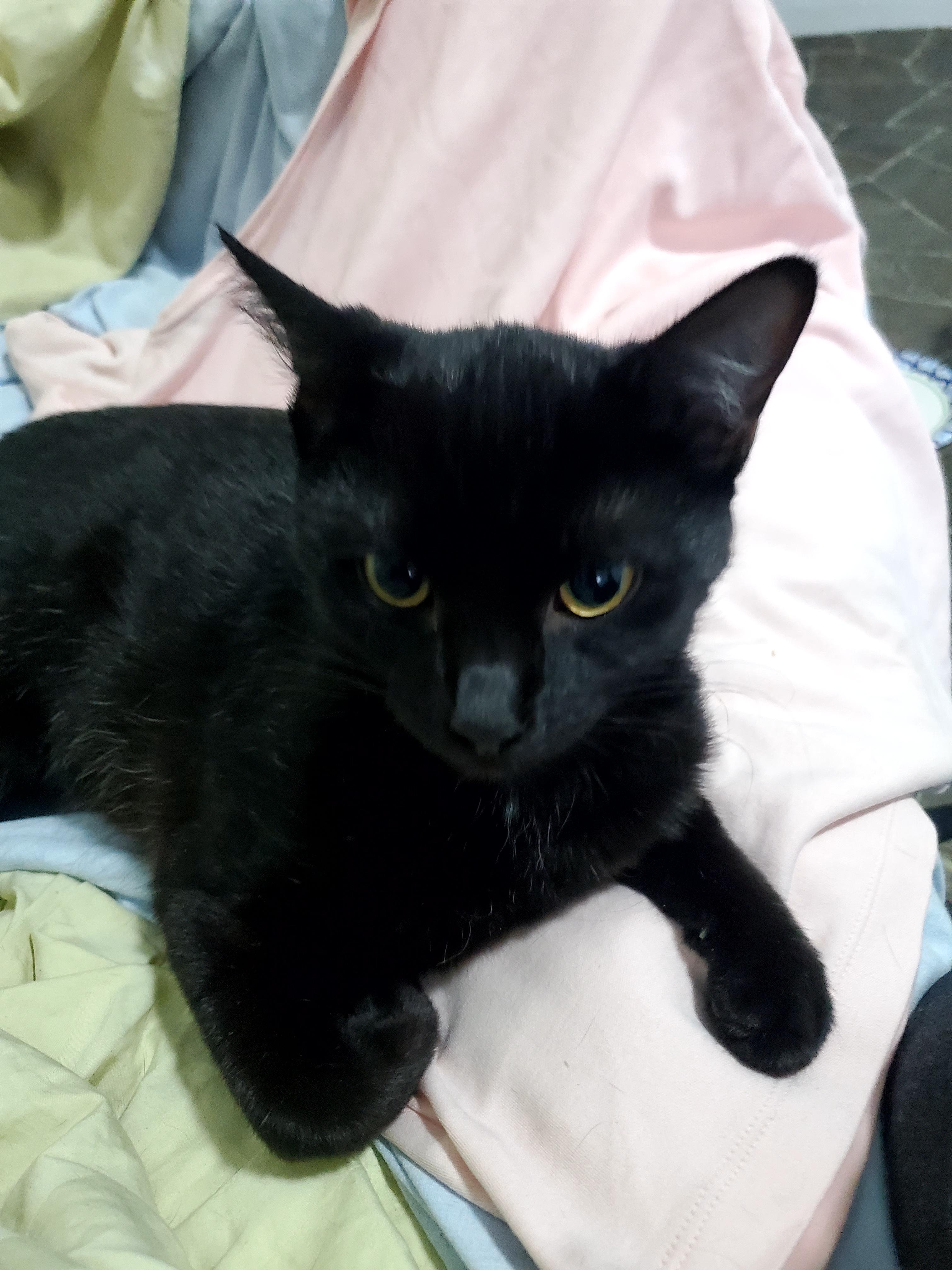 Rose (& Redd)?, a Adoptable mixed breed in Gladwin, MI image 3/6