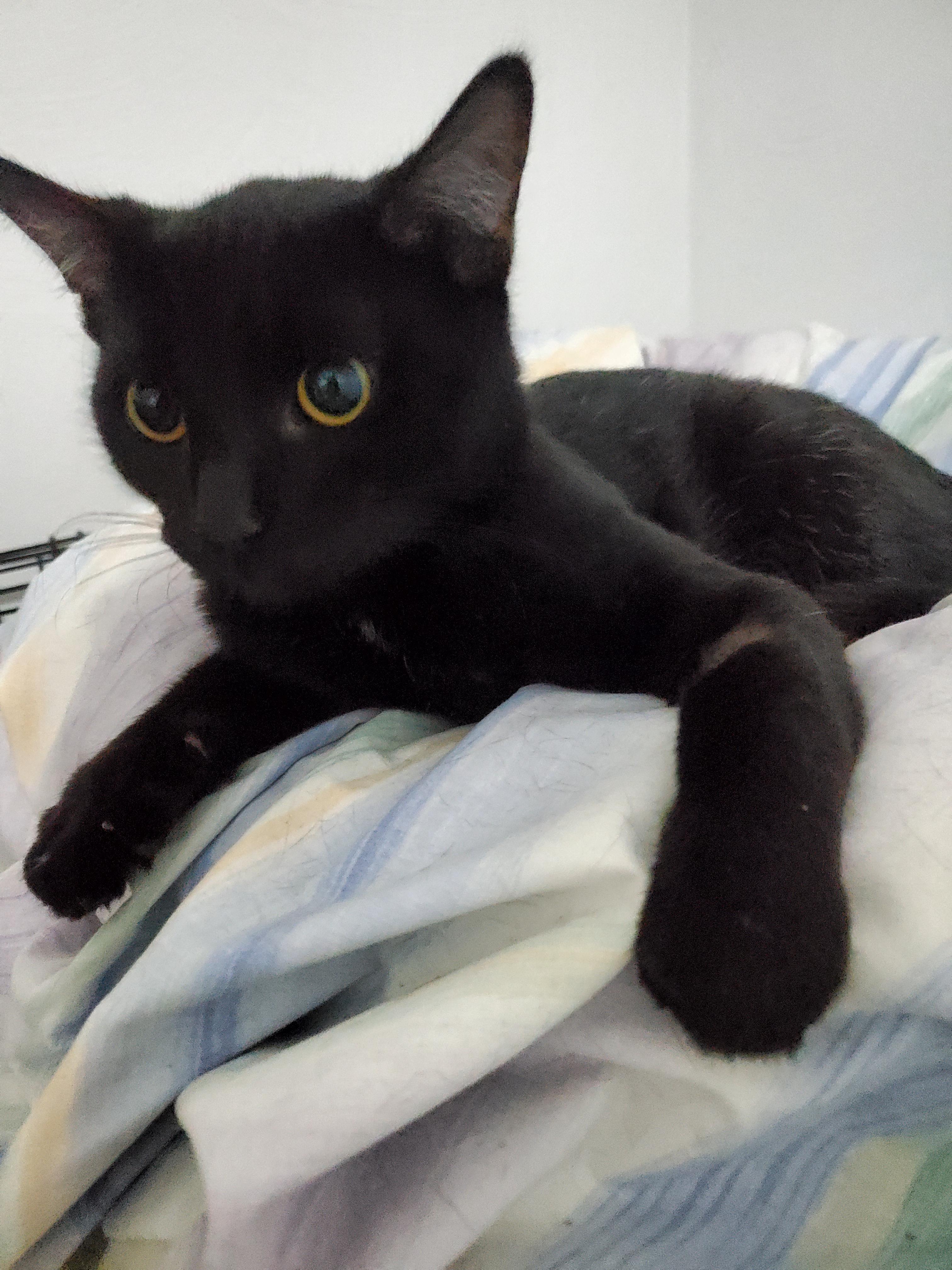 Rose (& Redd)?, Adoptable, Young Female American Shorthair & Siamese.