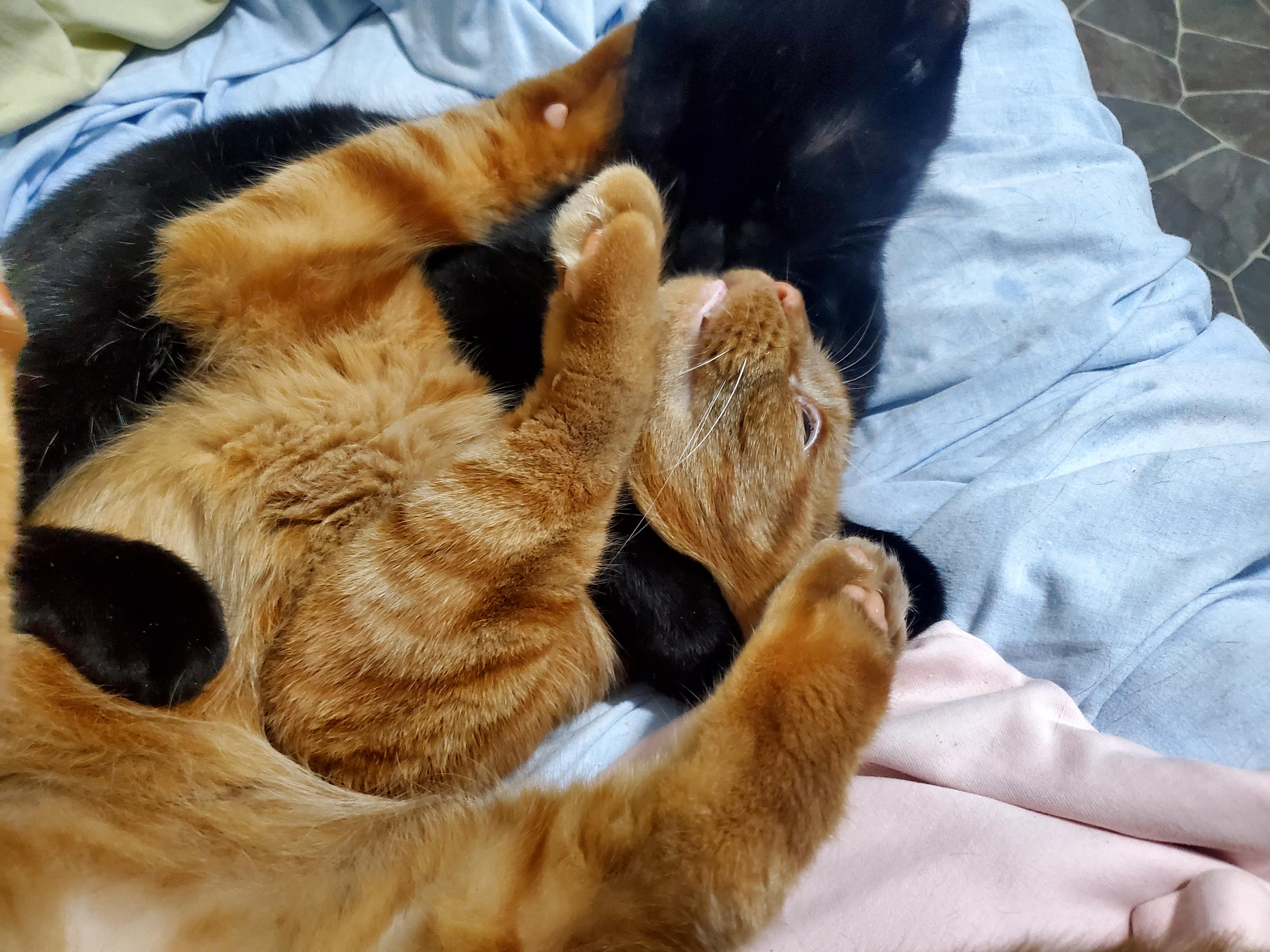 Rose (& Redd)?, a Adoptable mixed breed in Gladwin, MI image 6/6