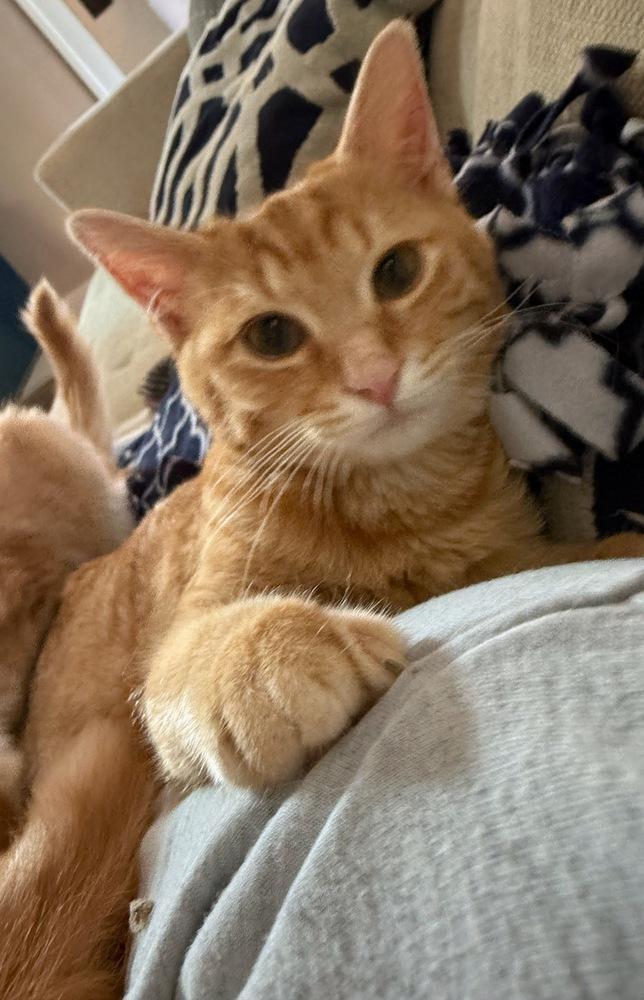 Crush, Adoptable, Kitten Male Domestic Short Hair.
