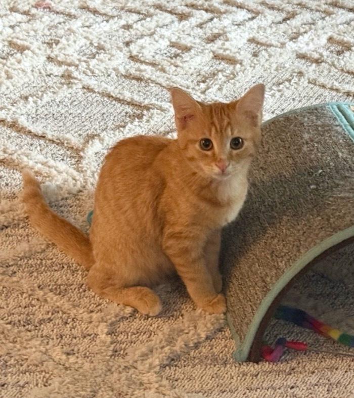 Enlarge Crush, a Adoptable Domestic Short Hair in Omaha, NE image 2/3