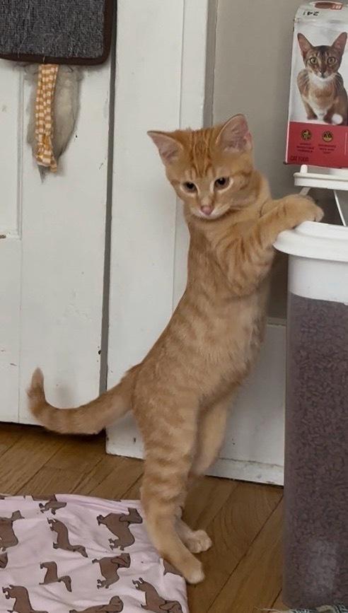 Enlarge Crush, a Adoptable Domestic Short Hair in Omaha, NE image 3/3