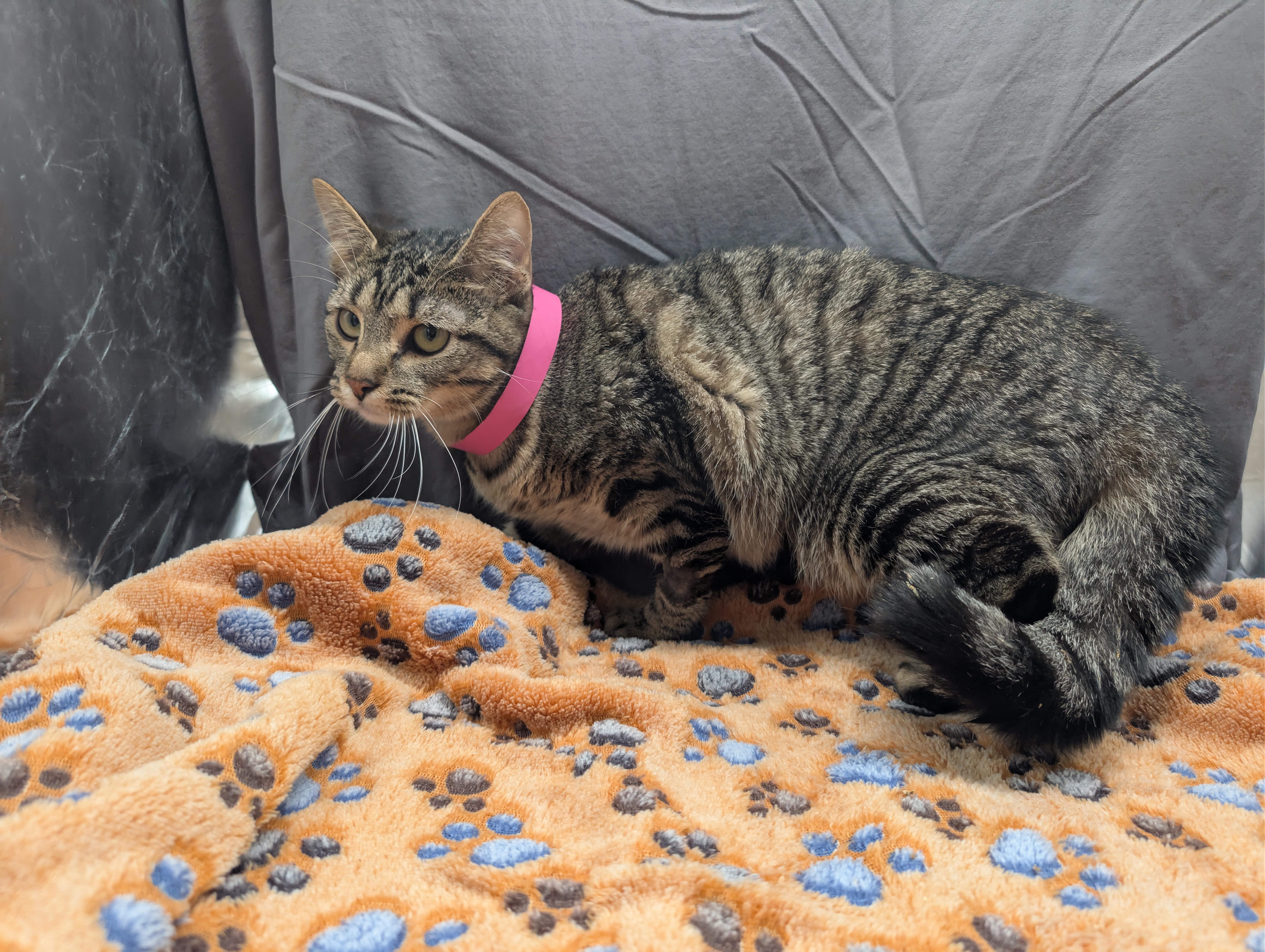 LADY BUG, Adoptable, Young Female Domestic Short Hair & Domestic Short Hair.