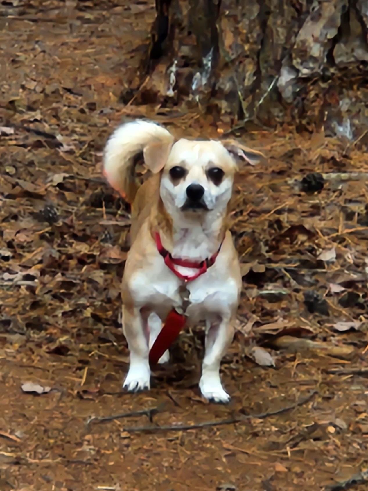 Enlarge NUGGET, a ADOPTABLE mixed breed in Troutman, NC image 4/6