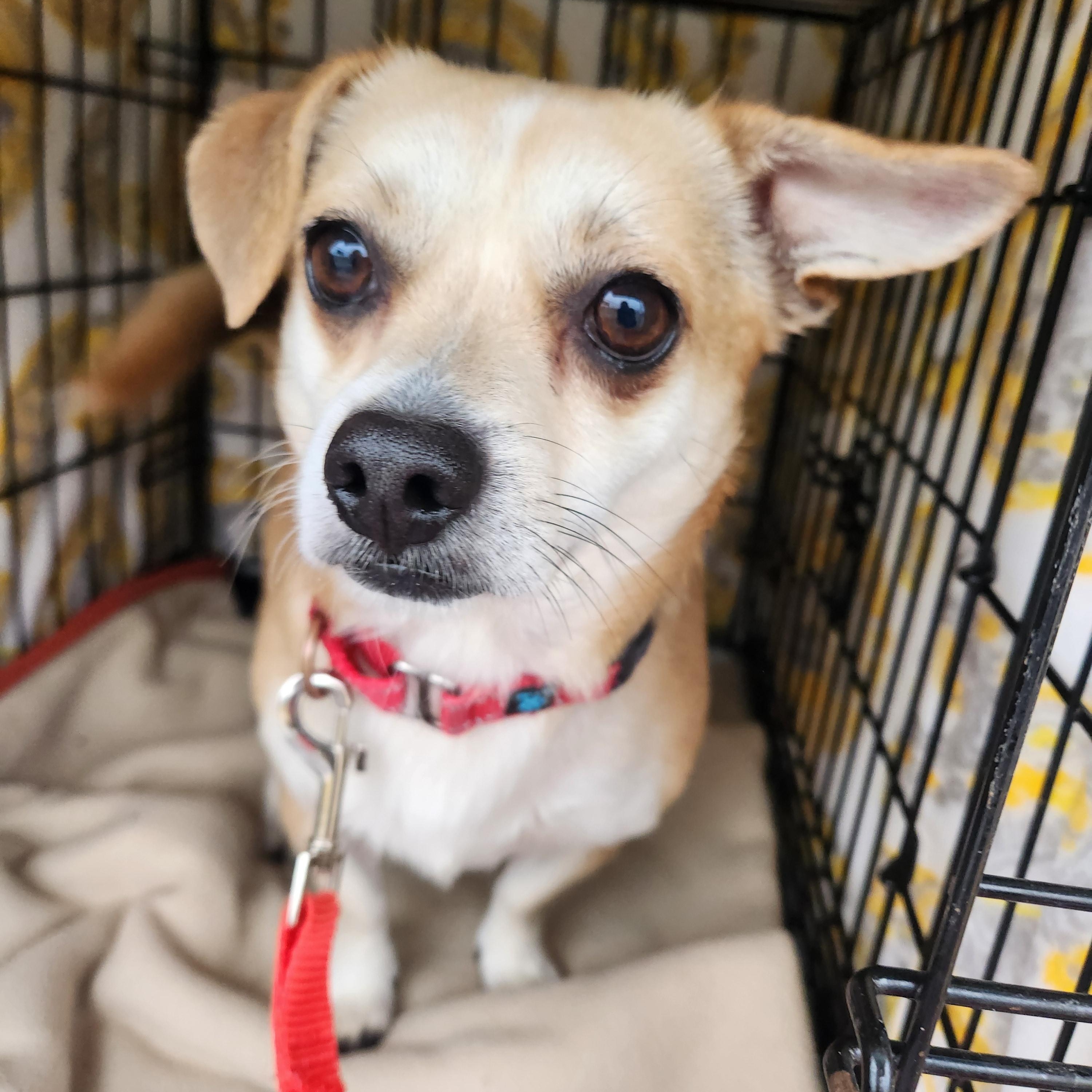 Enlarge NUGGET, a ADOPTABLE mixed breed in Troutman, NC image 3/6