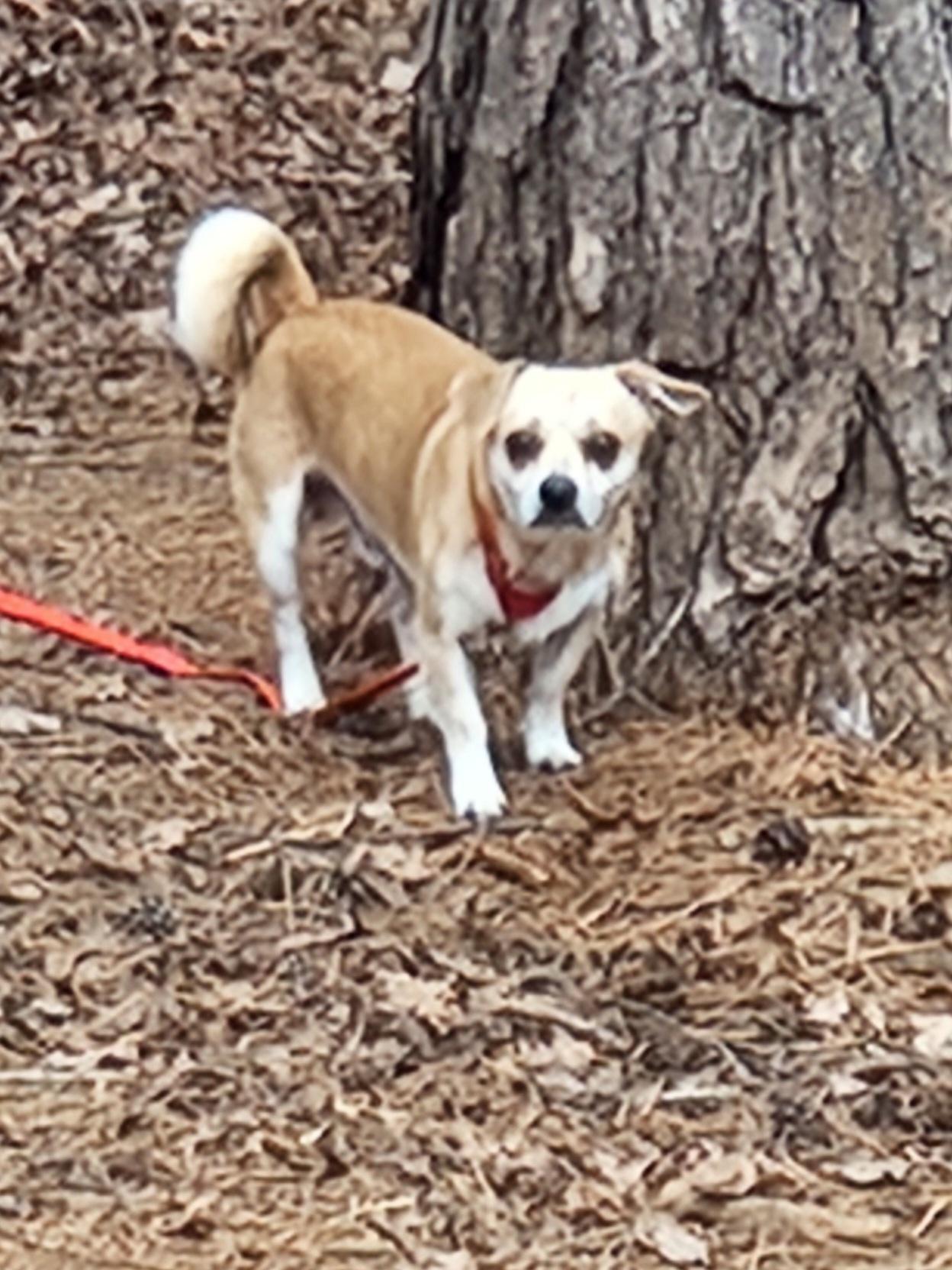 Enlarge NUGGET, a ADOPTABLE mixed breed in Troutman, NC image 5/6