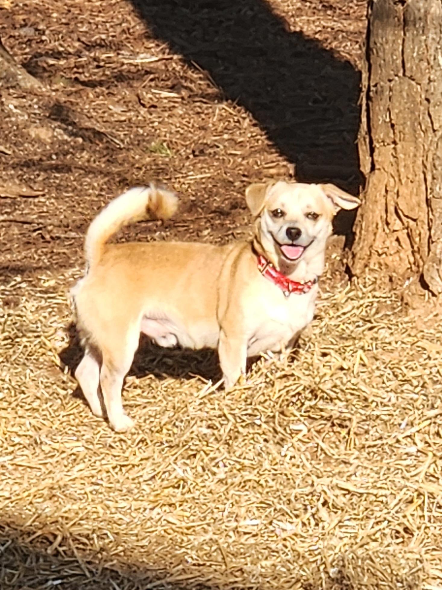Enlarge NUGGET, a ADOPTABLE mixed breed in Troutman, NC image 1/6