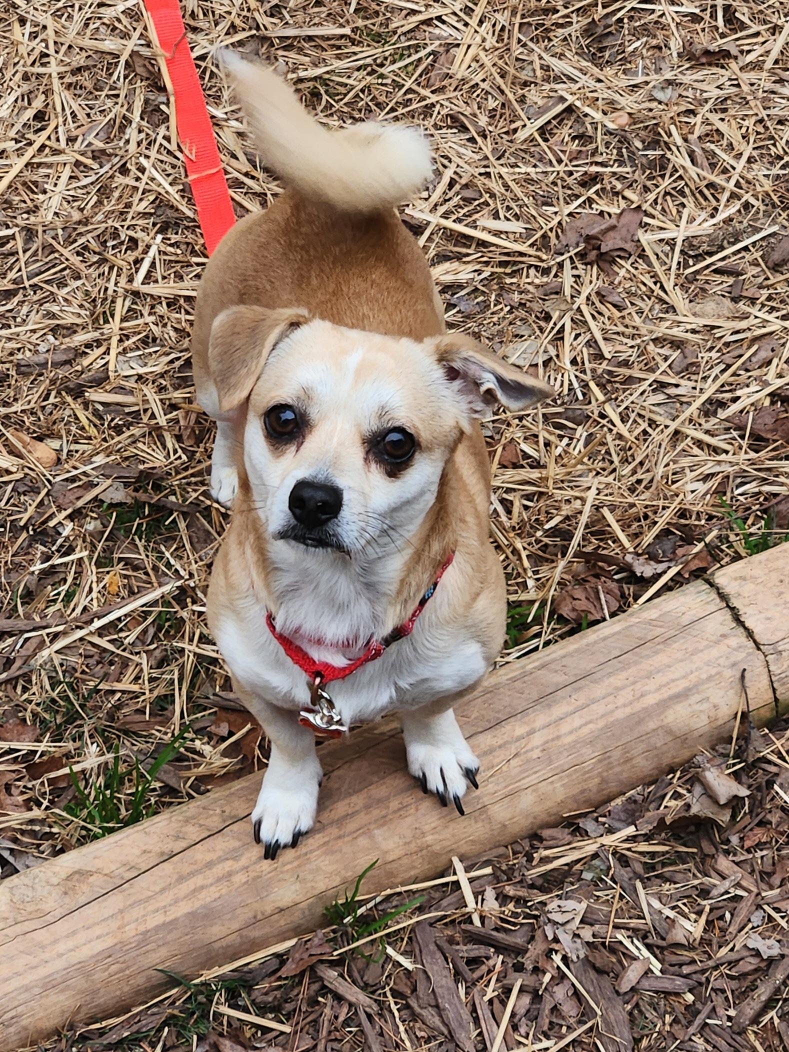 NUGGET, ADOPTABLE, Adult Male Chihuahua & Mixed Breed.