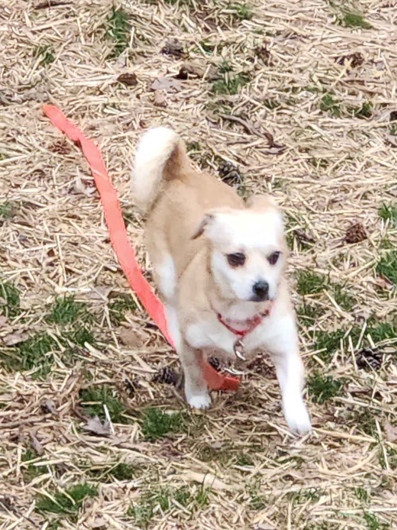 Enlarge NUGGET, a ADOPTABLE mixed breed in Troutman, NC image 2/6