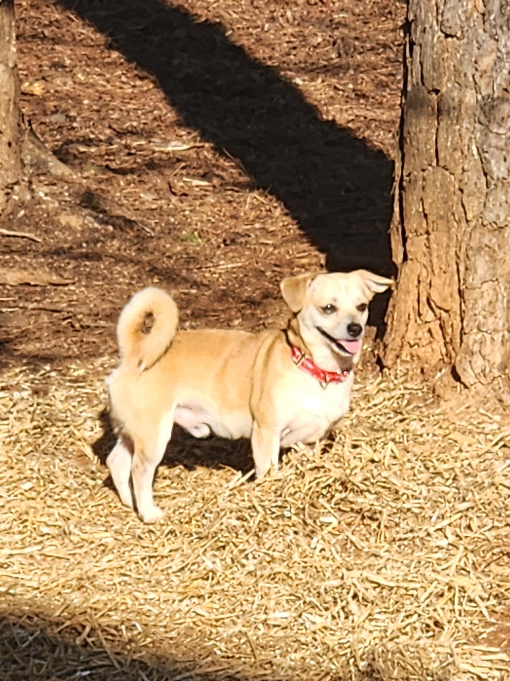 Enlarge NUGGET, a ADOPTABLE mixed breed in Troutman, NC image 6/6