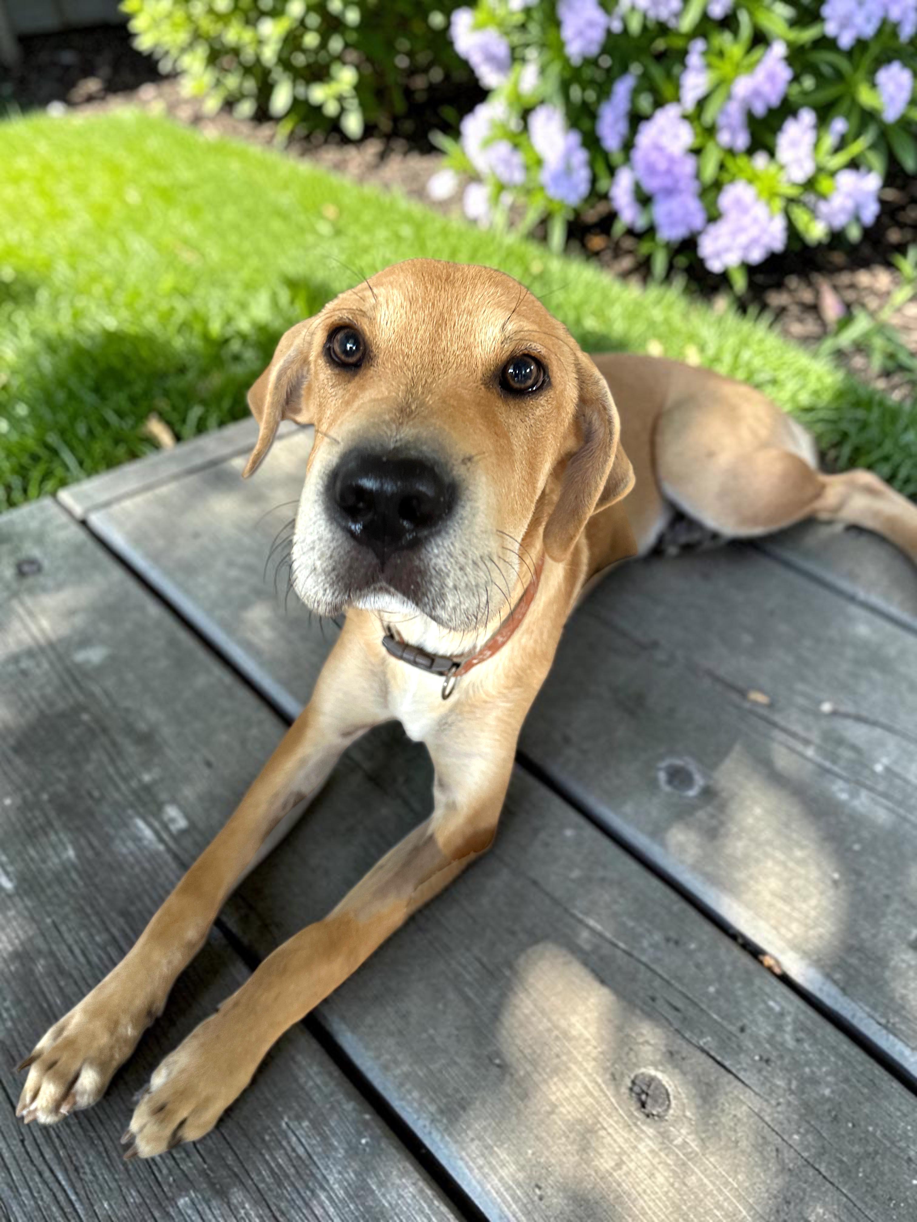 Buzz, adopted, Puppy Male Labrador Retriever & Shar-Pei.