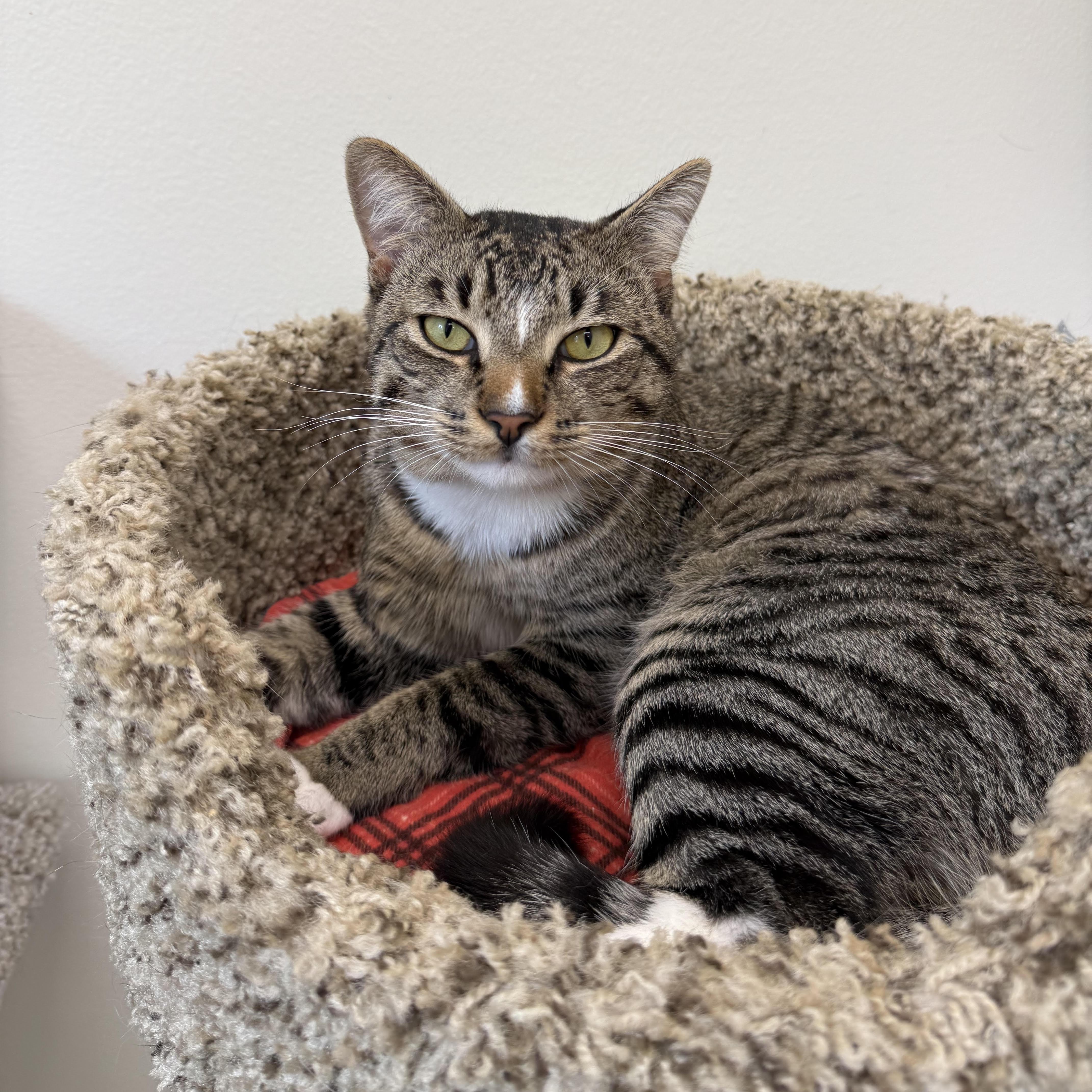 Max, ADOPTABLE, Young Male Domestic Short Hair.