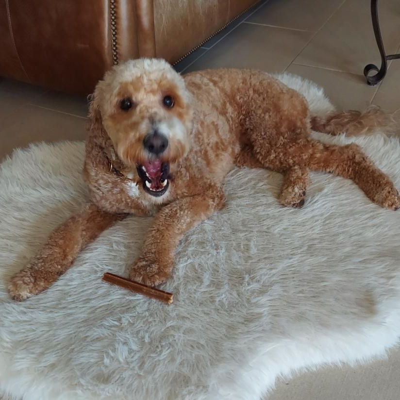 Enlarge HONEY-VIRGINIA, an adopted Goldendoodle in CENTREVILLE, VA image 5/6