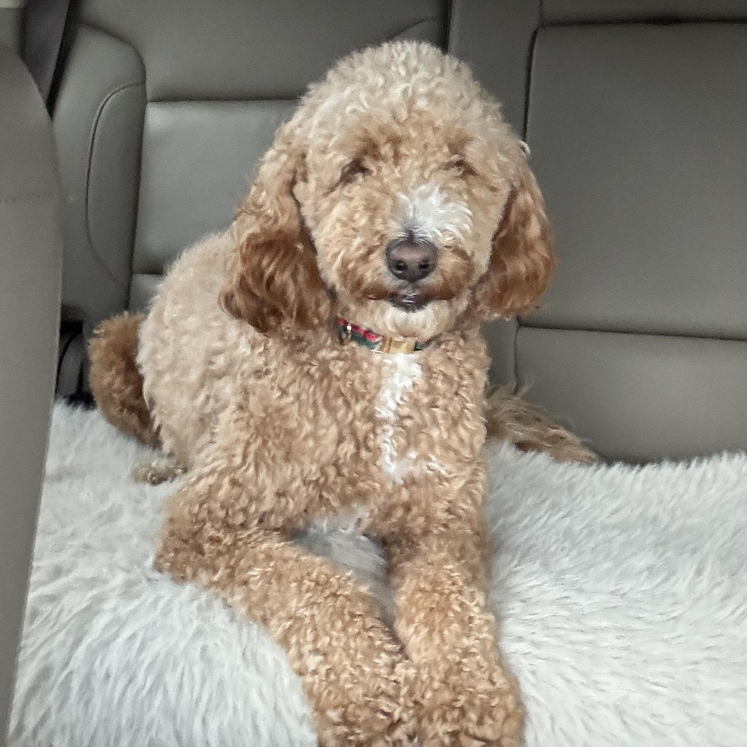 Enlarge HONEY-VIRGINIA, an adopted Goldendoodle in CENTREVILLE, VA image 2/6