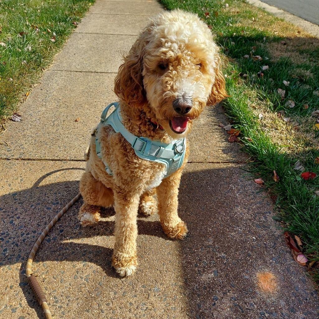 Enlarge HONEY-VIRGINIA, an adopted Goldendoodle in CENTREVILLE, VA image 1/6