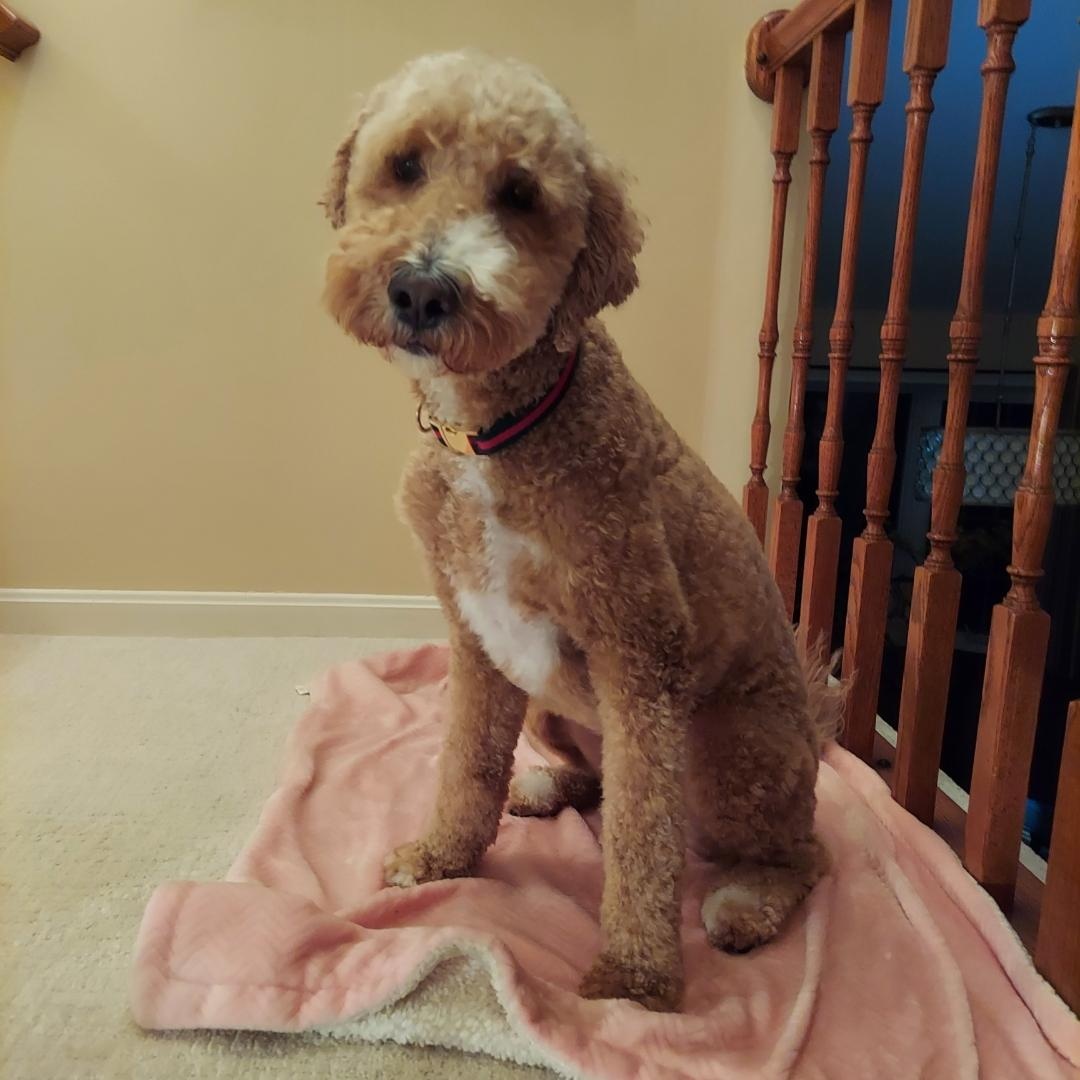 Enlarge HONEY-VIRGINIA, an adopted Goldendoodle in CENTREVILLE, VA image 4/6