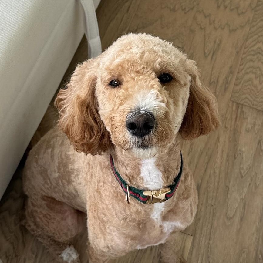 Enlarge HONEY-VIRGINIA, an adopted Goldendoodle in CENTREVILLE, VA image 3/6