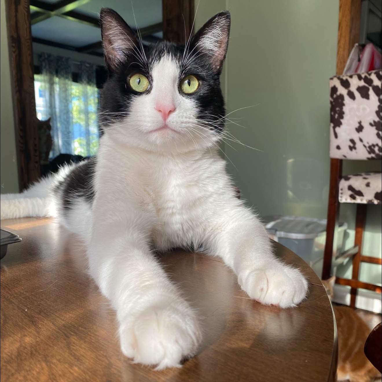 Bob, Adoptable, Adult Male Domestic Short Hair.