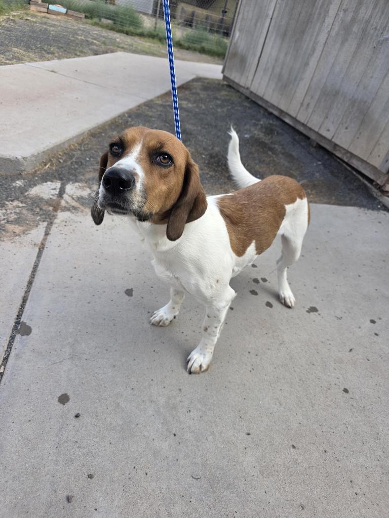 Sassy, Adoptable, Puppy Female Basset Hound & Mixed Breed.