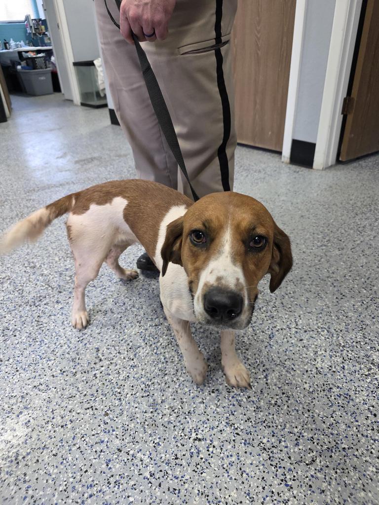 Enlarge Sassy, a Adoptable mixed breed in Holbrook, AZ image 2/2