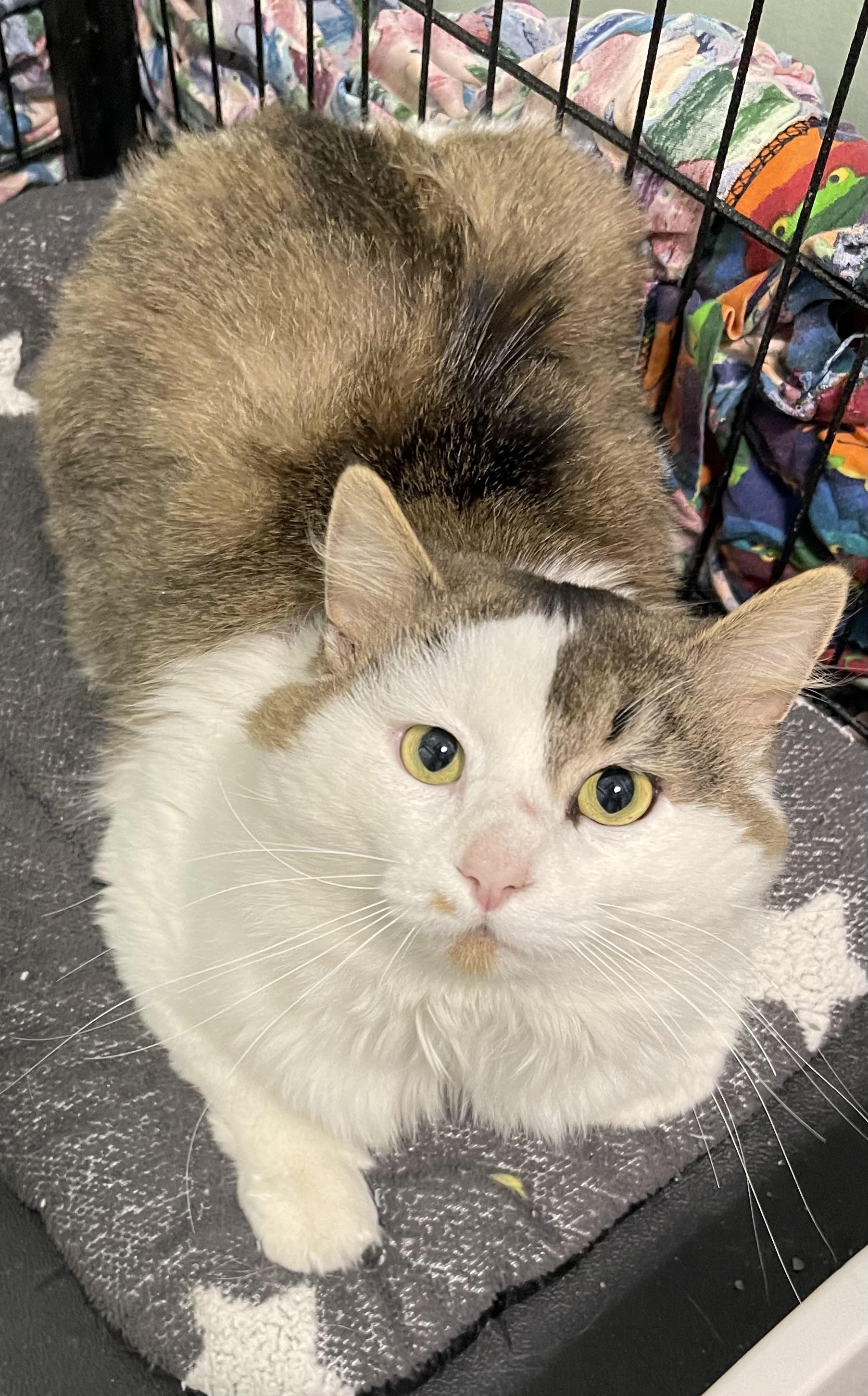 Enlarge Tater, a ADOPTABLE Domestic Long Hair in St. Ignace, MI image 2/2