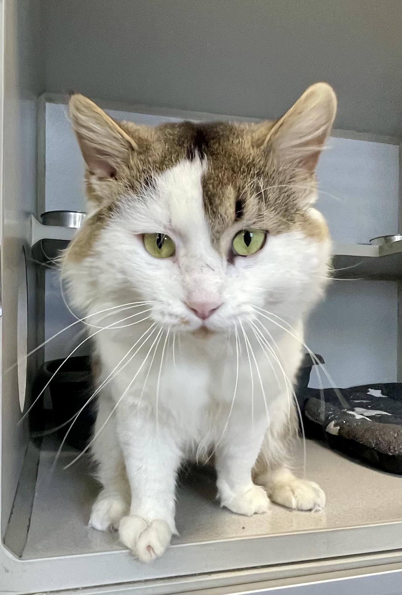 Tater, ADOPTABLE, Adult Male Domestic Long Hair.