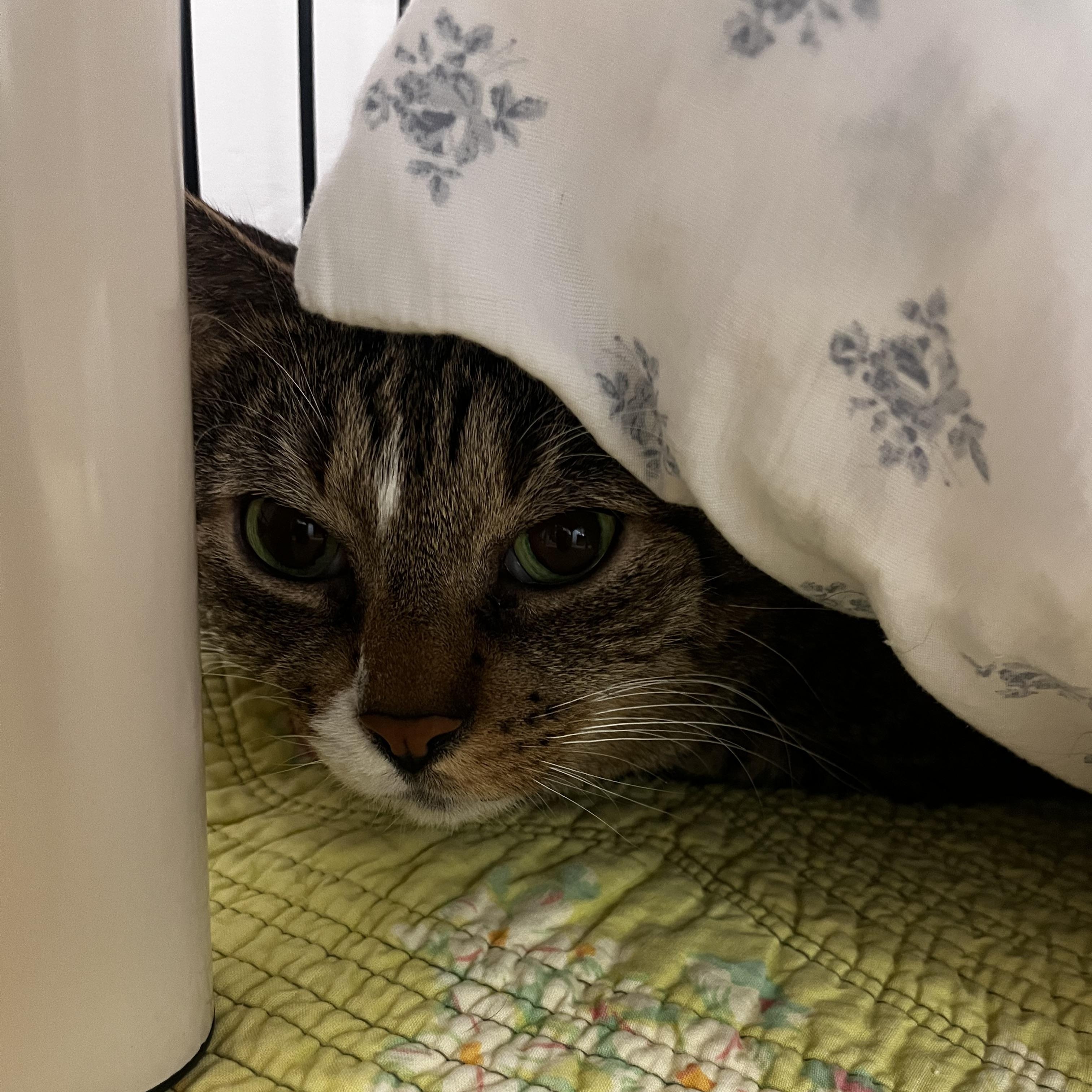 Pork Chop, Adoptable, Adult Male Tabby.