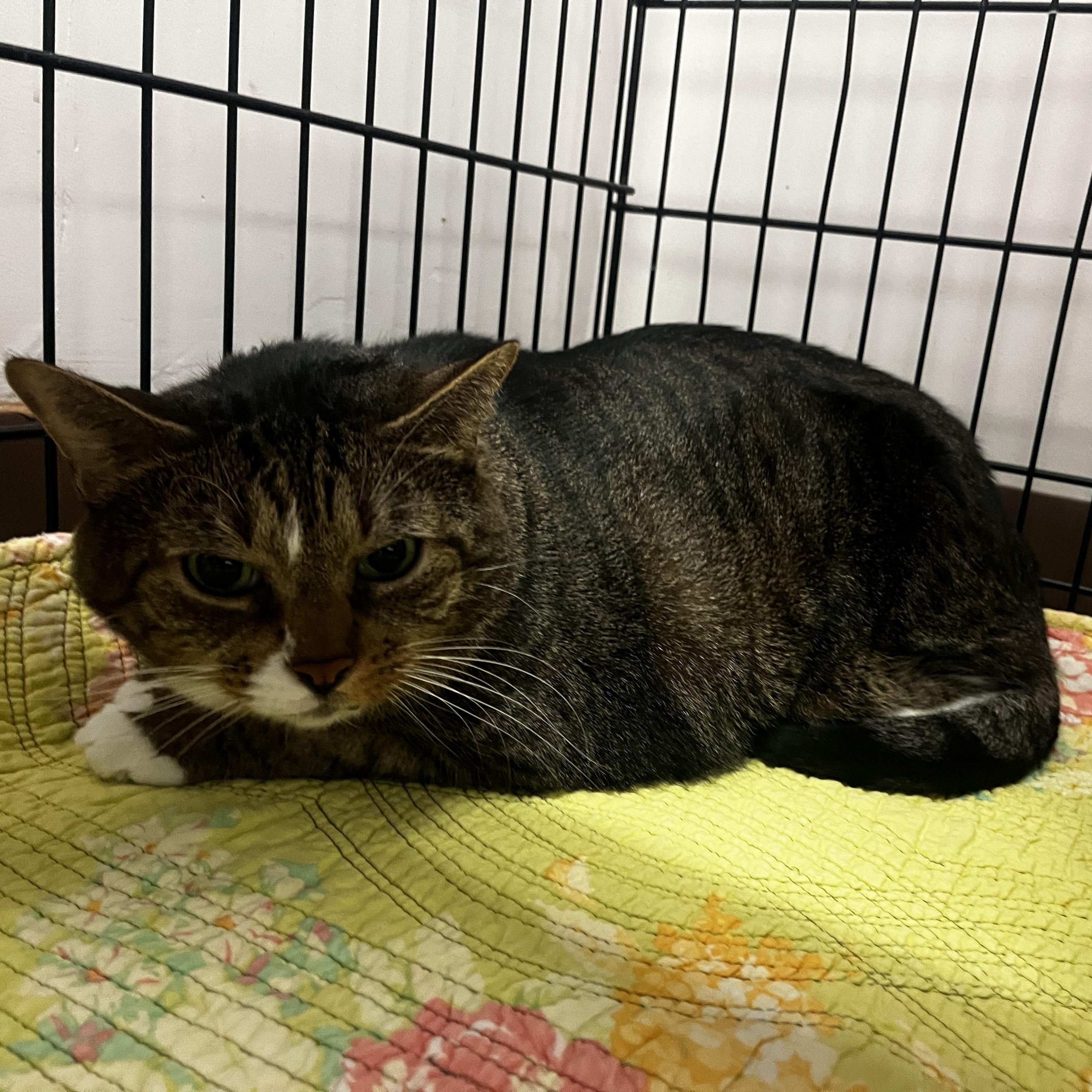 Enlarge Pork Chop, a Adoptable Tabby in Grosse Ile, MI image 2/3