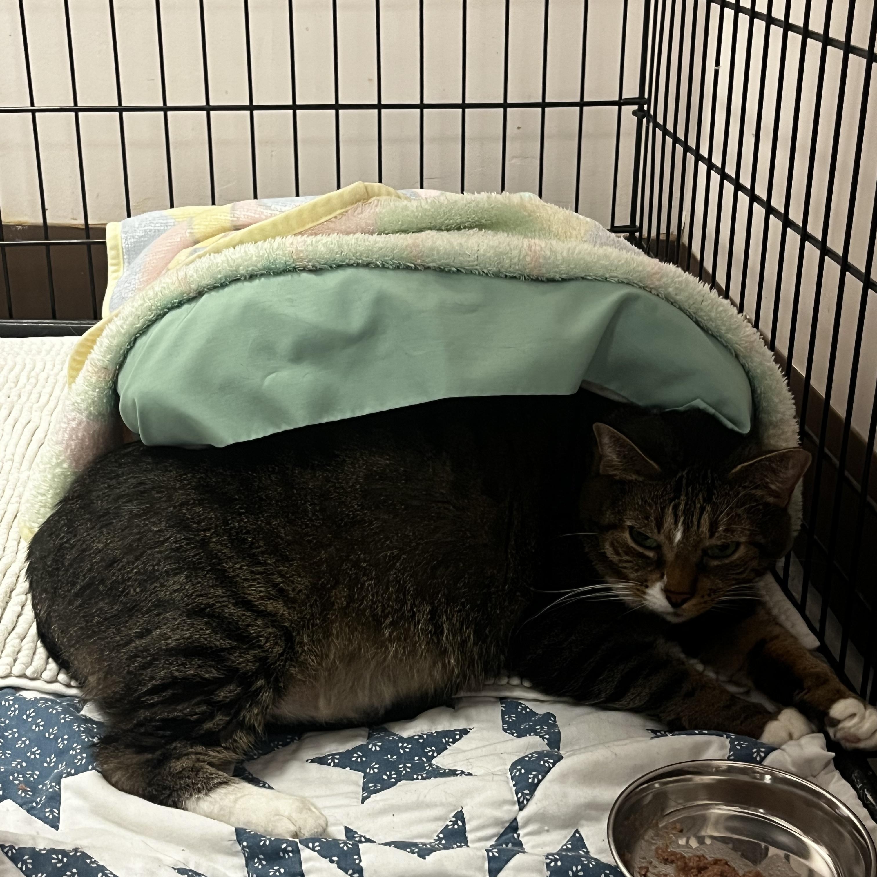 Enlarge Pork Chop, a Adoptable Tabby in Grosse Ile, MI image 3/3