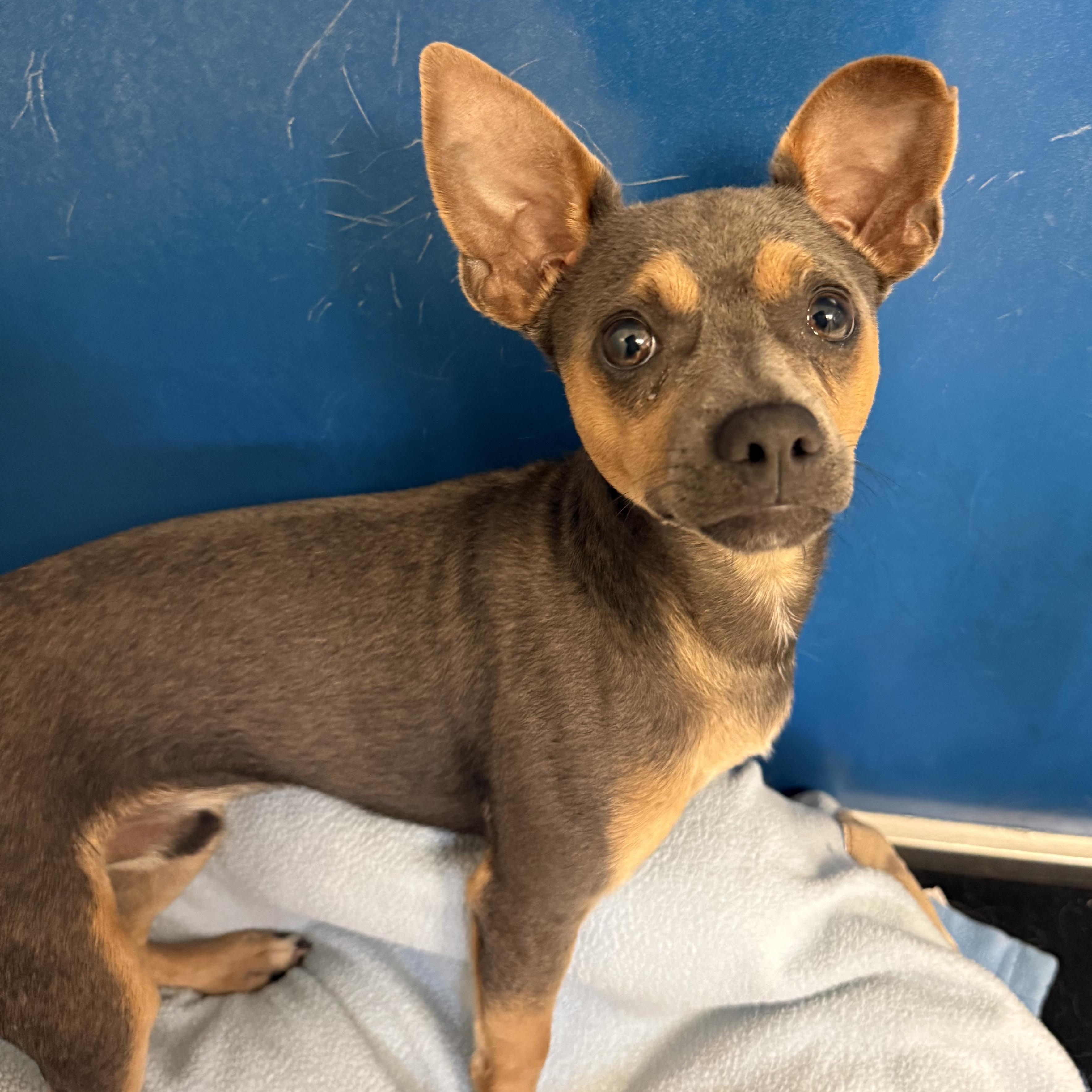 Stray Chihuahua