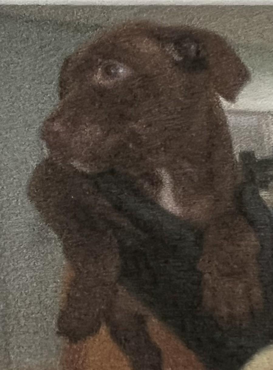 Enlarge Landon, an adopted mixed breed in New Windsor, NY image 2/2