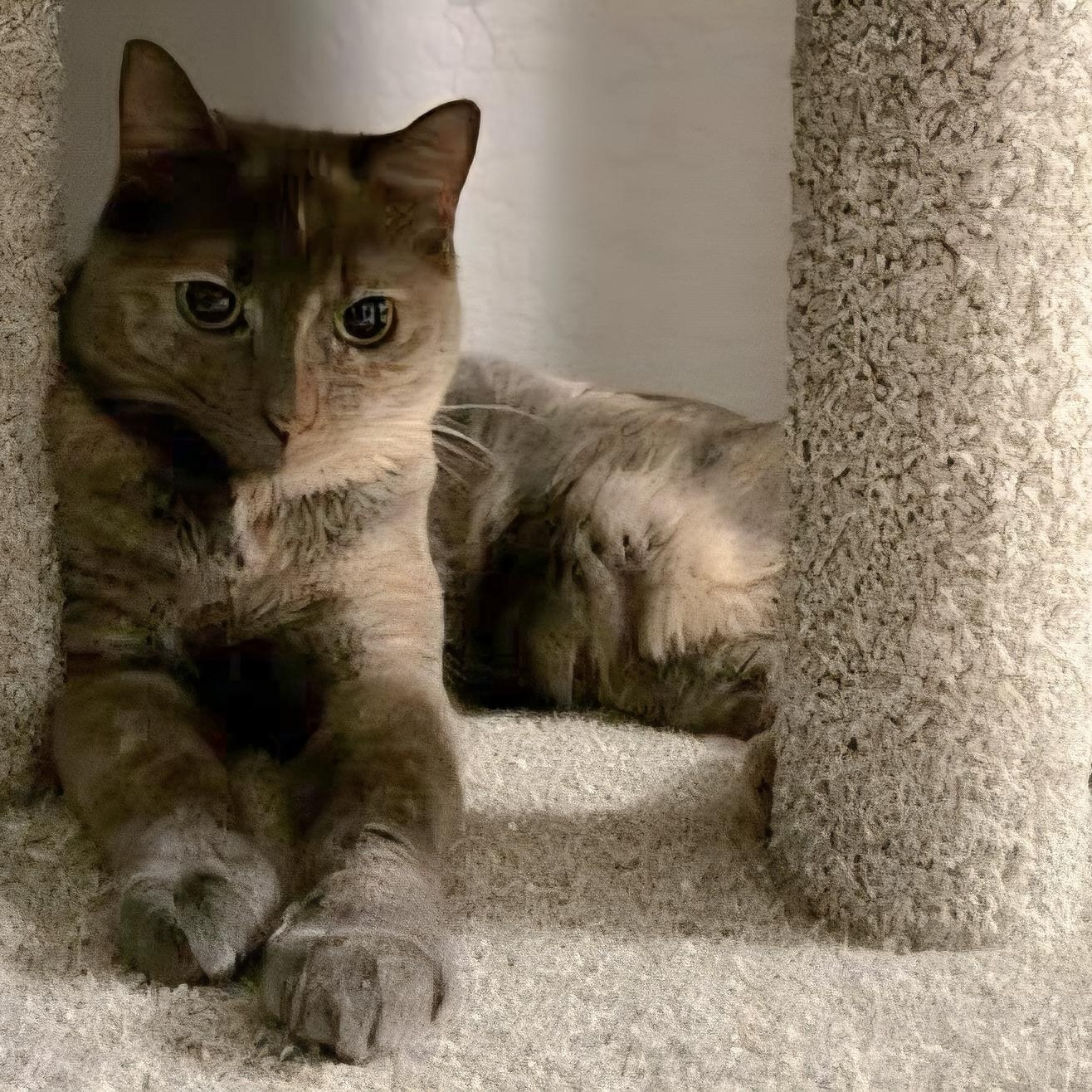 Enlarge Hannah (Bonded with Hunter), an adoptable Domestic Short Hair in Queen Creek, AZ image 1/5