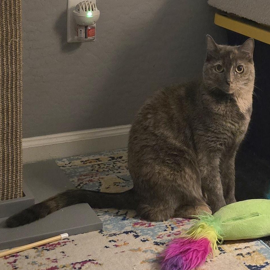 Enlarge Hannah (Bonded with Hunter), an adoptable Domestic Short Hair in Queen Creek, AZ image 5/5