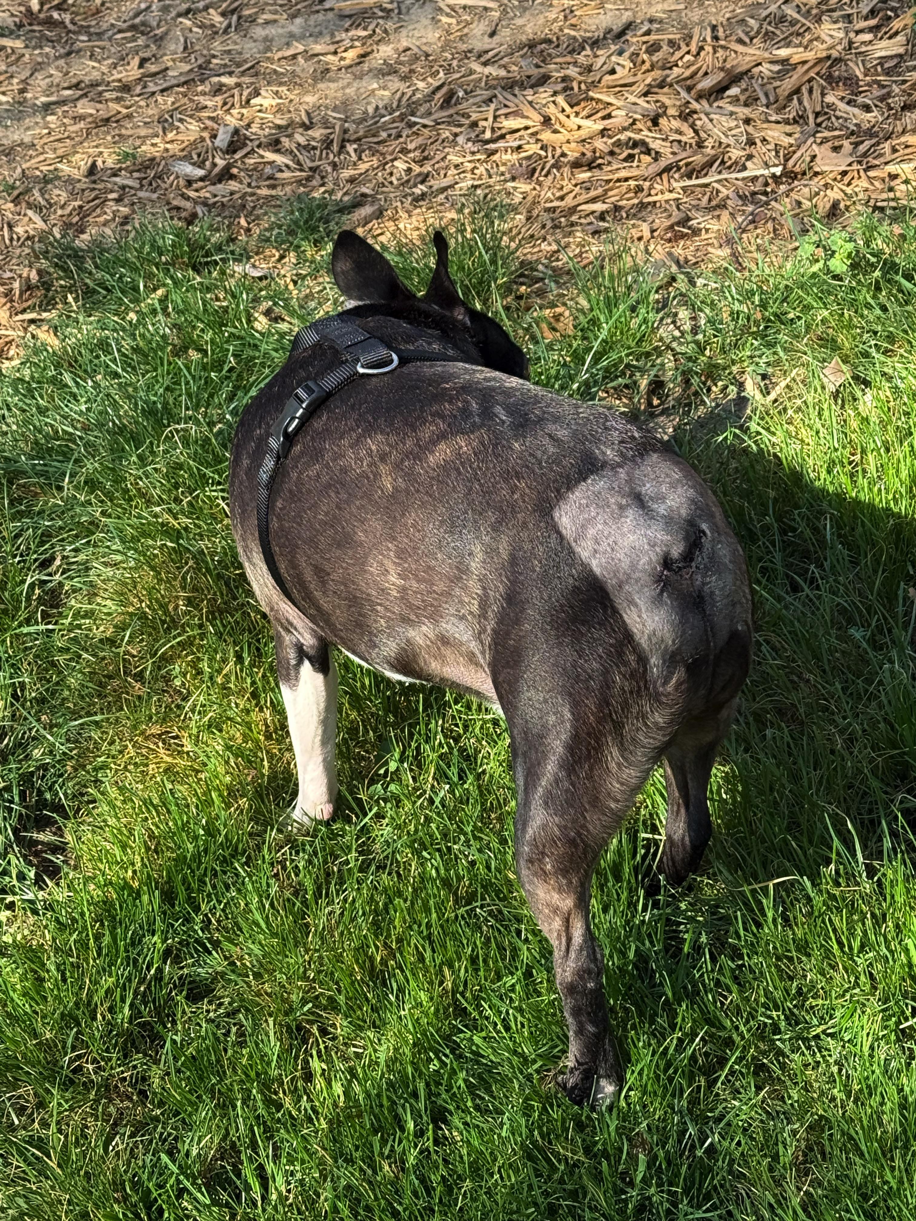 Enlarge Lucifer in KS, a ADOPTABLE Boston Terrier in Wichita, KS image 6/6
