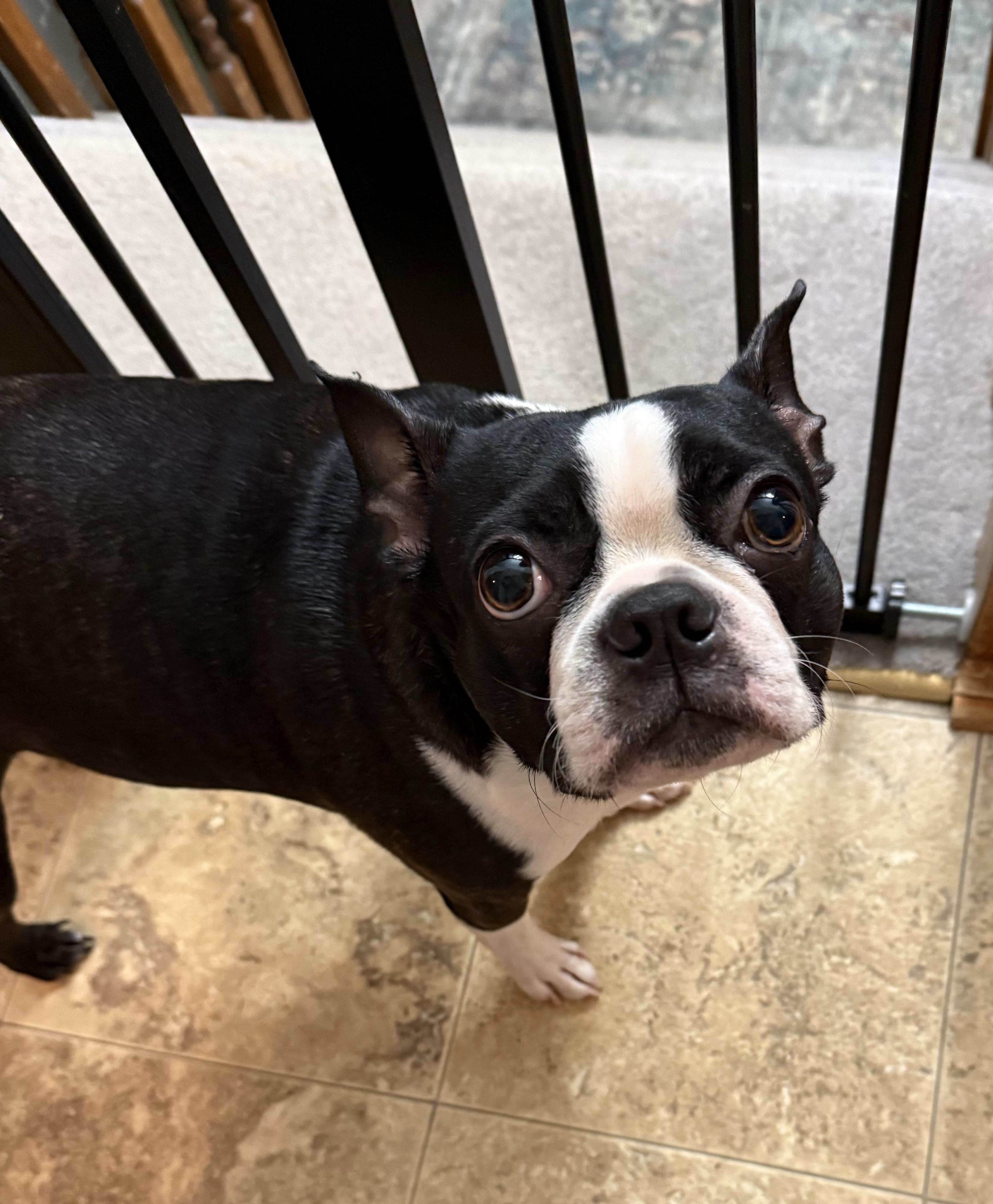 Enlarge Lucifer in KS, a ADOPTABLE Boston Terrier in Wichita, KS image 2/6